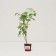 Dlanical maple seedlings "Seiryu", P9 pot, summer 2024