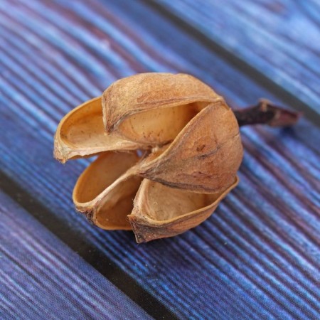 Dry flowers sesamera, 30 g, natural color
