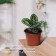 Pot for seedlings, 1 l, d = 15 cm, h = 9.5 cm, Greengo