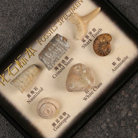 Ammonite set-3