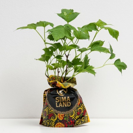 Seedling Kalina Xantkarpum, pot P9, summer 2024-1