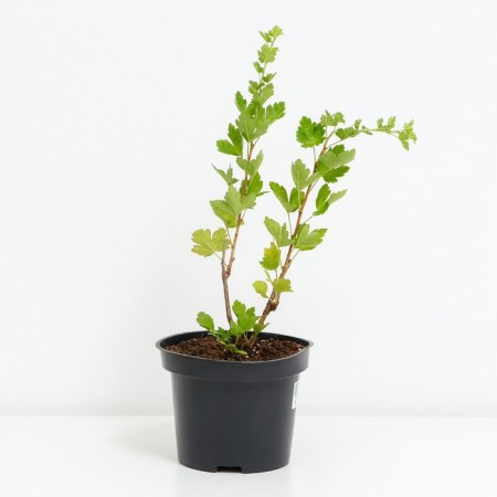 Gooseberry pear, s2 pot, n20-40 height, 1 pc, summer 2024-1