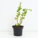 Gooseberry pear, s2 pot, n20-40 height, 1 pc, summer 2024