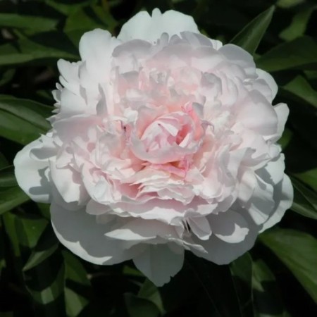 PION Milk -flowered solange, pot C3, 1 pc, summer 2024