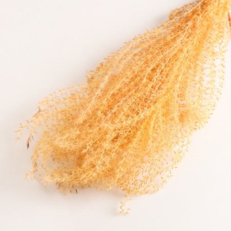 Set of dried flowers "Miscantus", banch 3-5 pcs, length 60 (+/- 6 cm), orange-2