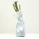 Seedling rose alba (bush) Königen von Denemark, 1 pc, spring 2024
