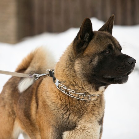 The collar is strict with metal fastx and protective caps, 63 cm, wire thickness 4-8