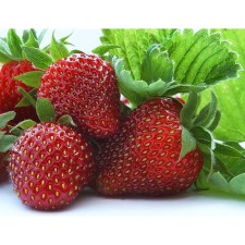 Strawberries Garden Florentina, P9 Pot, 1 pc, summer 2024