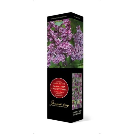 Ordinary Lilac "Valentina Gribobov" 1 pc, tube, spring 2025