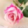Artificial flowers "Rose charm" 6x46 cm, white-pink