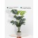 Decorative plant in the cement pot of Monster, 15 × 15 × 89 cm