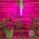 LED phytolamp, 12 W, E27, IP65