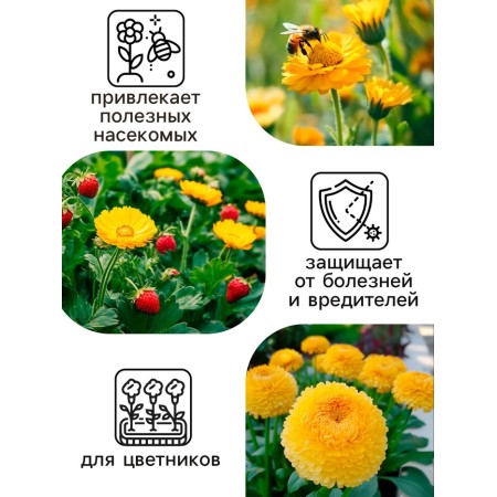 Vanilla calendula seeds, 0.3 g-4