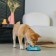 Metal bowl for a dog with a non -slip base “Officer Pupsik”, 235 ml, 15x3.5 cm