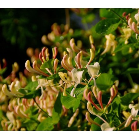 Honeysuckle is kaprifol, c3 pot, 1 pc, summer 2024