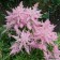 Astilba Chinese Black Perls, C1.5 pot, H10-50 height, 1 pc, summer 2024
