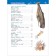 Encyclopedia for kindergarten "Underwater World"