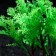 Artificial aquarium plant, 15 cm, green
