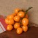 Flip "Tomatoes on a branch" 3.5x16.5 cm, on a branch 16 pcs, mix
