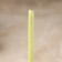 Candle Magic wax "health strengthening", with eucalyptus, 16x0.6 cm, green