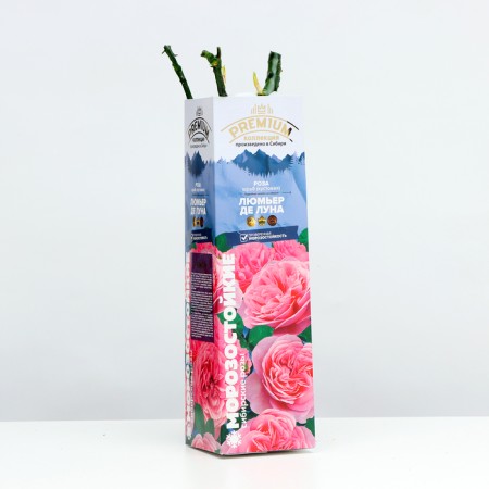 Sahenian Rosa Shrab "Lumier de Luna", Kustovaya, 1 pc, spring 2024-1