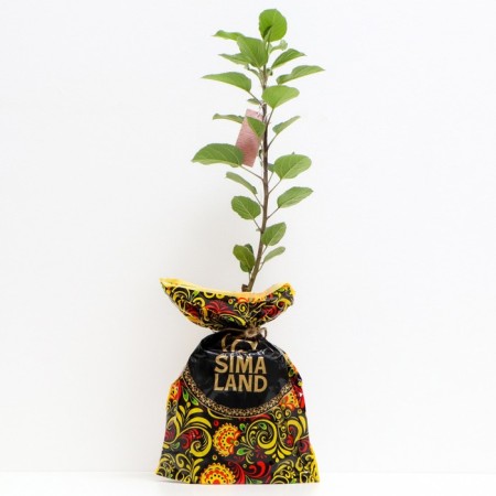 Seedling apple tree colony arbat, pot 2l., Summer 2024-1