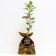 Seedling apple tree colony arbat, pot 2l., Summer 2024