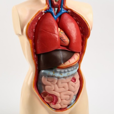 Model "Torsok" 80 cm-5
