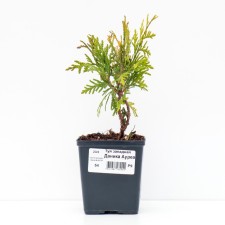 Thuja western 