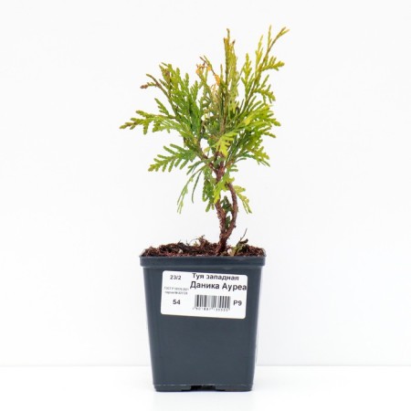 Thuja western "Danika aurea", p9, 1 pc, spring 2024