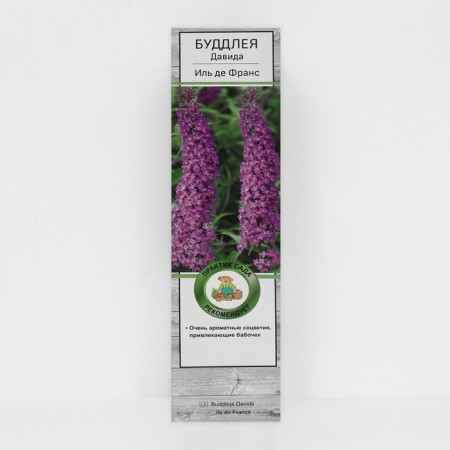 Buddlaya David "Ile de France", 1 pc, tube, spring 2025