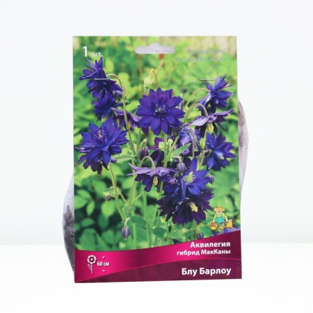 Aquilegia Hybrid Maccanes Barlow Blue, Rr. I, 1 pc, spring 2024