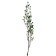 Dry flowers “Molokhay Mile”, 25 g, length - 70 cm, green color