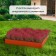 Galled flowerbed, 50 × 50 × 15 cm, orange, “quadro”, Greengo