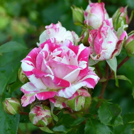 Seedling rose spray "Flashing", tube, 1 pc, spring 2025