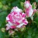 Seedling rose spray "Flashing", tube, 1 pc, spring 2025