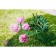 Builder for flowers, d = 40 cm, h = 80 cm, leg d = 1 cm, metal, green