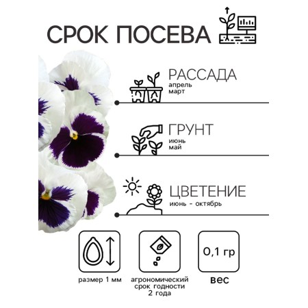Viola seeds "Matrix", F1, white-1