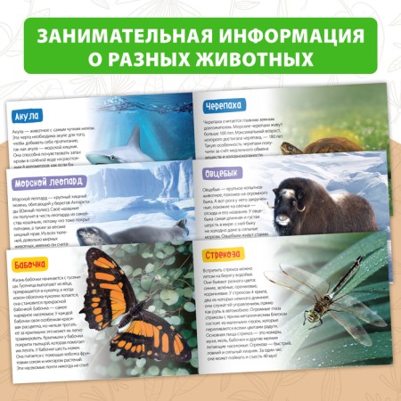 Teaching books Set "Amazing World" 6 pcs. 20 p.-2