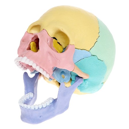 Set for experiments "Human Skull", anatomical model-10