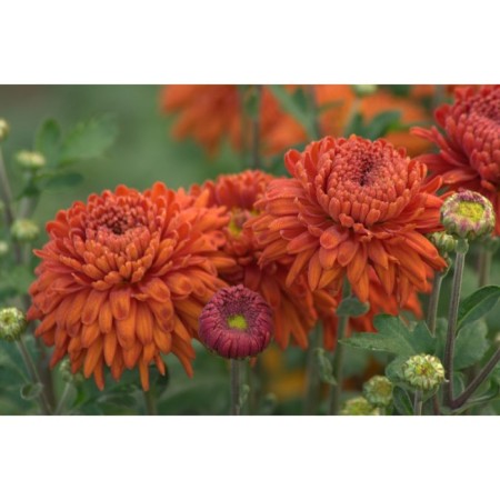 Chrysanthemum Korean pectoral, I rr, 1 pc, 50-60 h (cm), autumn 2024