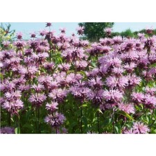 Monard hybrid beauty oh kobem, pot C2, 1 pc, summer 2024