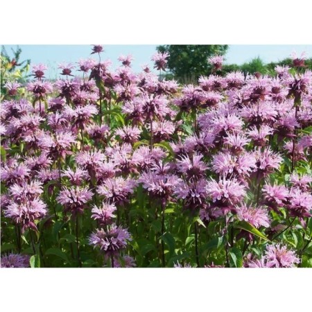 Monard hybrid beauty oh kobem, pot C2, 1 pc, summer 2024