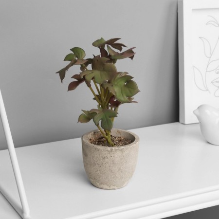 Bonsai in a pot of "Rafidophore Elite" (soft sheet) 14x6 cm, mix-2