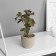 Bonsai in a pot of "Rafidophore Elite" (soft sheet) 14x6 cm, mix