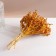 Set of dried flowers "chandra", banch length 40 (+/- 6 cm), mustard