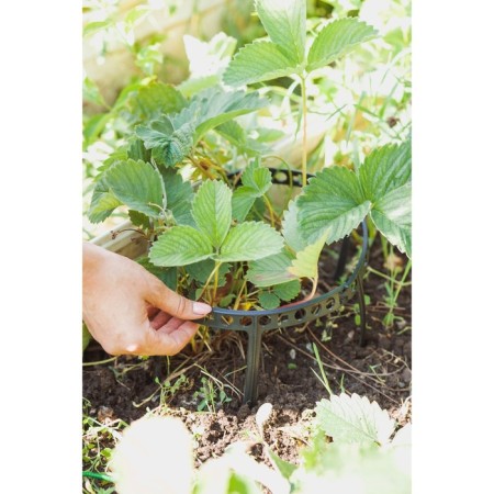 Builder for strawberries, d = 11 cm, plastic, set 10 pcs., Mix color-8