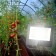 Phytoprotter for plants Fito-50W-RA90--led LED era for flowering and fruiting full