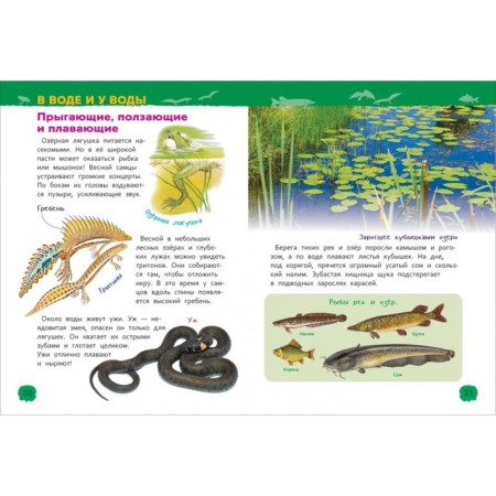 Encyclopedia for kindergarten "Animals of Russia"-2