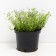 Flox Shilled Emerald Kyushn Blue, C2 pot, H10-50 height, 1 pc, summer 2024